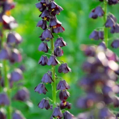 Fritillaria 'Purple Dynamite' -Cheap Ethereal Yard Store fritillaria purple dynamite 1 scaled