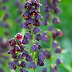Fritillaria 'Purple Dynamite' -Cheap Ethereal Yard Store fritillaria purple dynamite 2 scaled