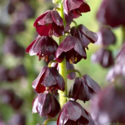 Fritillaria 'Purple Dynamite' -Cheap Ethereal Yard Store fritillaria purple dynamite 3 scaled