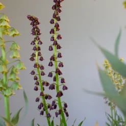 Fritillaria 'Purple Dynamite' -Cheap Ethereal Yard Store fritillaria purple dynamite 5 scaled