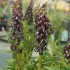Fritillaria 'Purple Dynamite' -Cheap Ethereal Yard Store fritillaria purple dynamite 7
