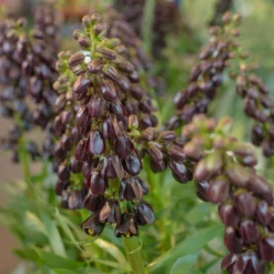 Fritillaria 'Purple Dynamite' -Cheap Ethereal Yard Store fritillaria purple dynamite 8 scaled