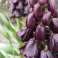 Fritillaria 'Purple Dynamite'