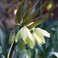 Fritillaria 'Raddeana' -Cheap Ethereal Yard Store fritillaria raddeana 01