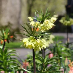 Fritillaria 'Raddeana' -Cheap Ethereal Yard Store fritillaria raddeana 1