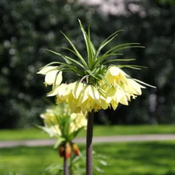 Fritillaria 'Raddeana' -Cheap Ethereal Yard Store fritillaria raddeana 2