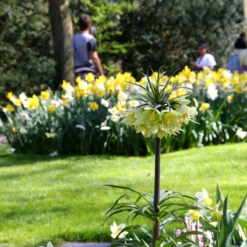 Fritillaria 'Raddeana' -Cheap Ethereal Yard Store fritillaria raddeana 6