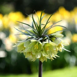 Fritillaria 'Raddeana' -Cheap Ethereal Yard Store fritillaria raddeana 9