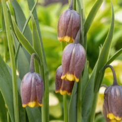 New Products -Cheap Ethereal Yard Store fritillaria uva vulpis 10 scaled