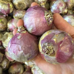 Hyacinth 'Gipsy Queen' -Cheap Ethereal Yard Store gipsy queen ex1