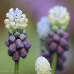 Muscari 'Grape Ice' -Cheap Ethereal Yard Store grape ice