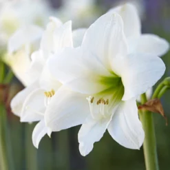 Amaryllis 'Mont Blanc'