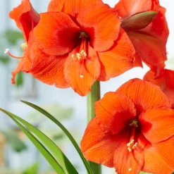 Amaryllis 'Orange Souvereign'