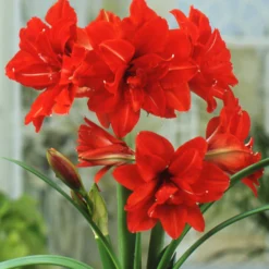 Amaryllis 'Red Peacock' -Cheap Ethereal Yard Store hippeastrum red peacock 1