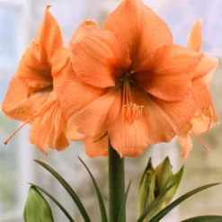 Amaryllis 'Rilona'