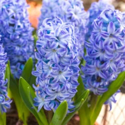 Hyacinth 'Aqua'