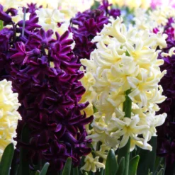 Hyacinth Collection 'Banana Plum'