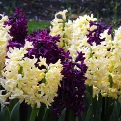 Hyacinth Collection 'Banana Plum' -Cheap Ethereal Yard Store hyacinth banana plum collection 2 scaled