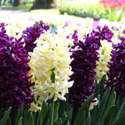 Hyacinth Collection 'Banana Plum' -Cheap Ethereal Yard Store hyacinth banana plum collection 4 scaled