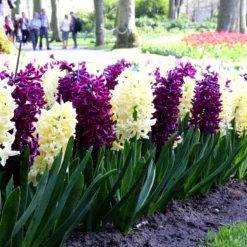 Hyacinth Collection 'Banana Plum' -Cheap Ethereal Yard Store hyacinth banana plum collection 6 scaled