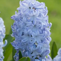 Hyacinth 'Blue Eyes'