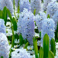 Hyacinth 'Blue Eyes' -Cheap Ethereal Yard Store hyacinth blue eyes 2 scaled