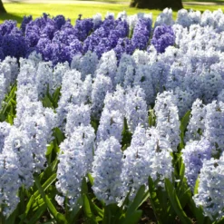 Hyacinth 'Blue Eyes' -Cheap Ethereal Yard Store hyacinth blue eyes 4