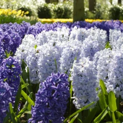 Hyacinth 'Blue Eyes' -Cheap Ethereal Yard Store hyacinth blue eyes 5