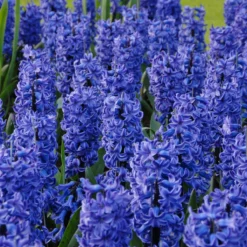 Hyacinth 'Blue Star' 10 Hyacinth 'Blue Star' -Cheap Ethereal Yard Store hyacinth blue star 1