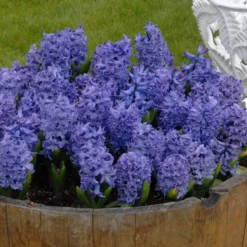 Hyacinth 'Blue Star' 9 Hyacinth 'Blue Star' -Cheap Ethereal Yard Store hyacinth blue star 2