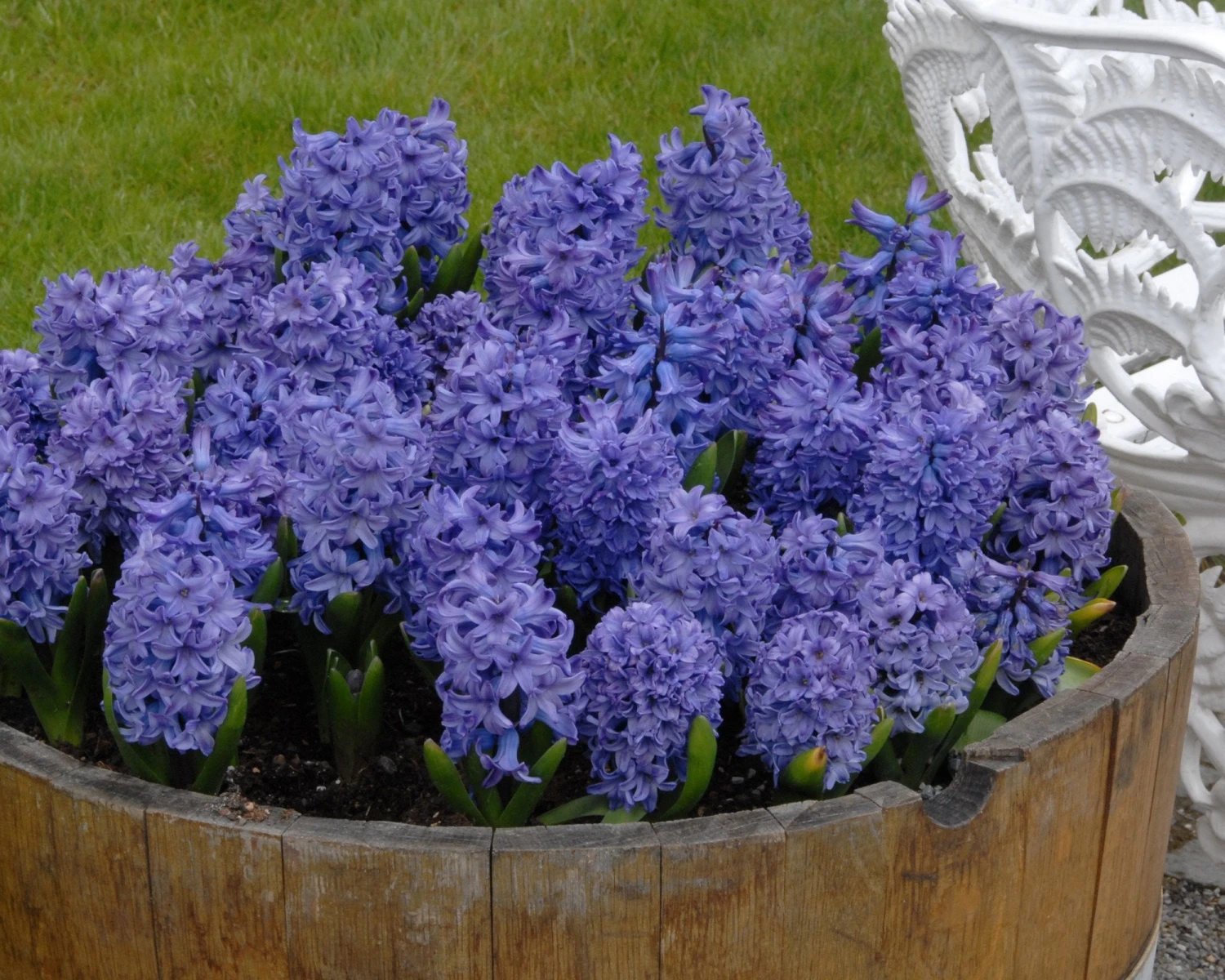 Hyacinth 'Blue Star' 4 Hyacinth 'Blue Star' - Image 4