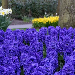 Hyacinth 'Blue Star' 11 Hyacinth 'Blue Star' -Cheap Ethereal Yard Store hyacinth blue star 2 c054cfc6 9b0a 4412 80b5 3937b97129b0