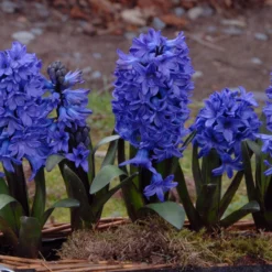 Hyacinth 'Blue Star' 8 Hyacinth 'Blue Star' -Cheap Ethereal Yard Store hyacinth blue star 3
