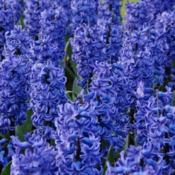 Hyacinth 'Blue Star'