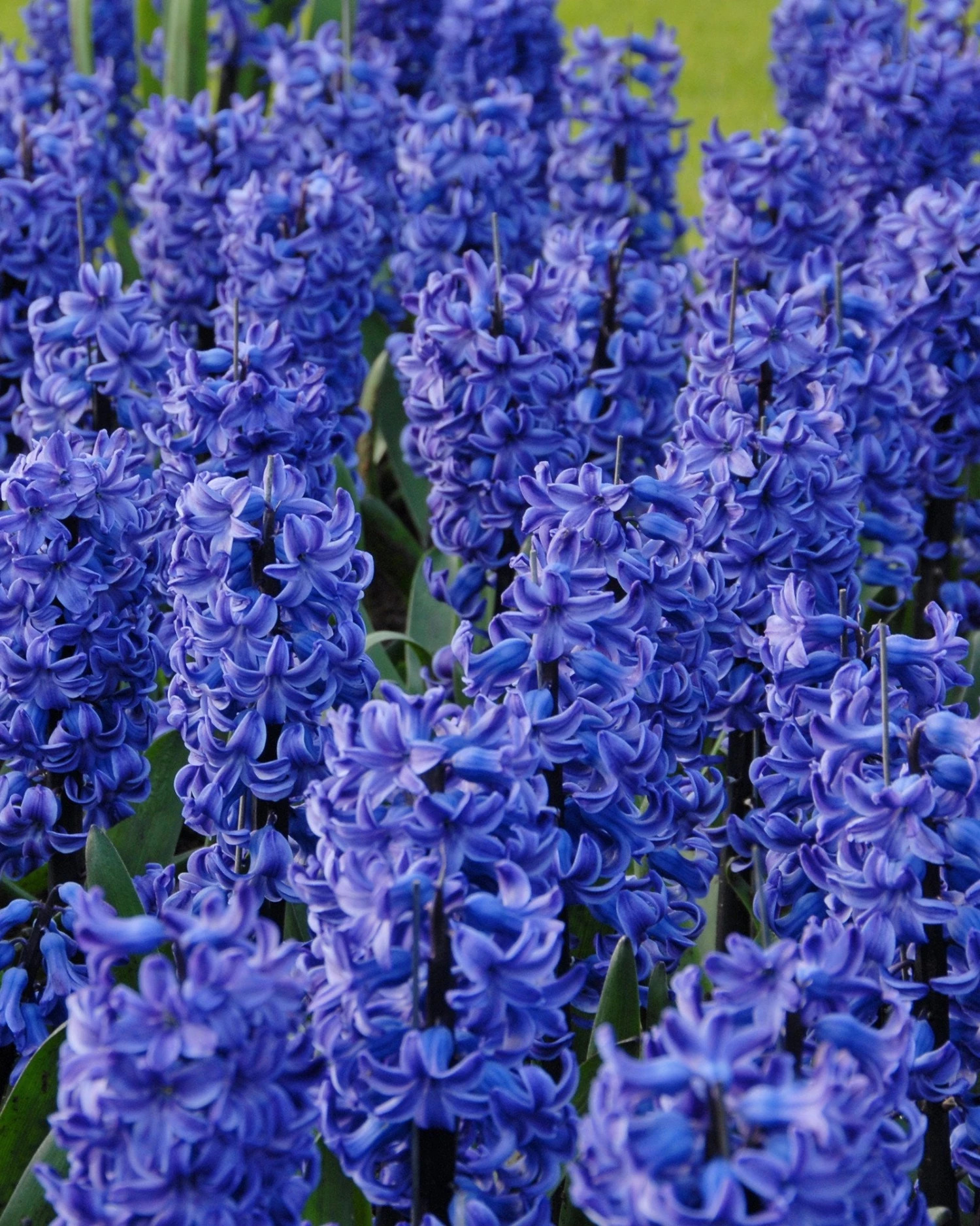 Hyacinth 'Blue Star' 1 Hyacinth 'Blue Star'