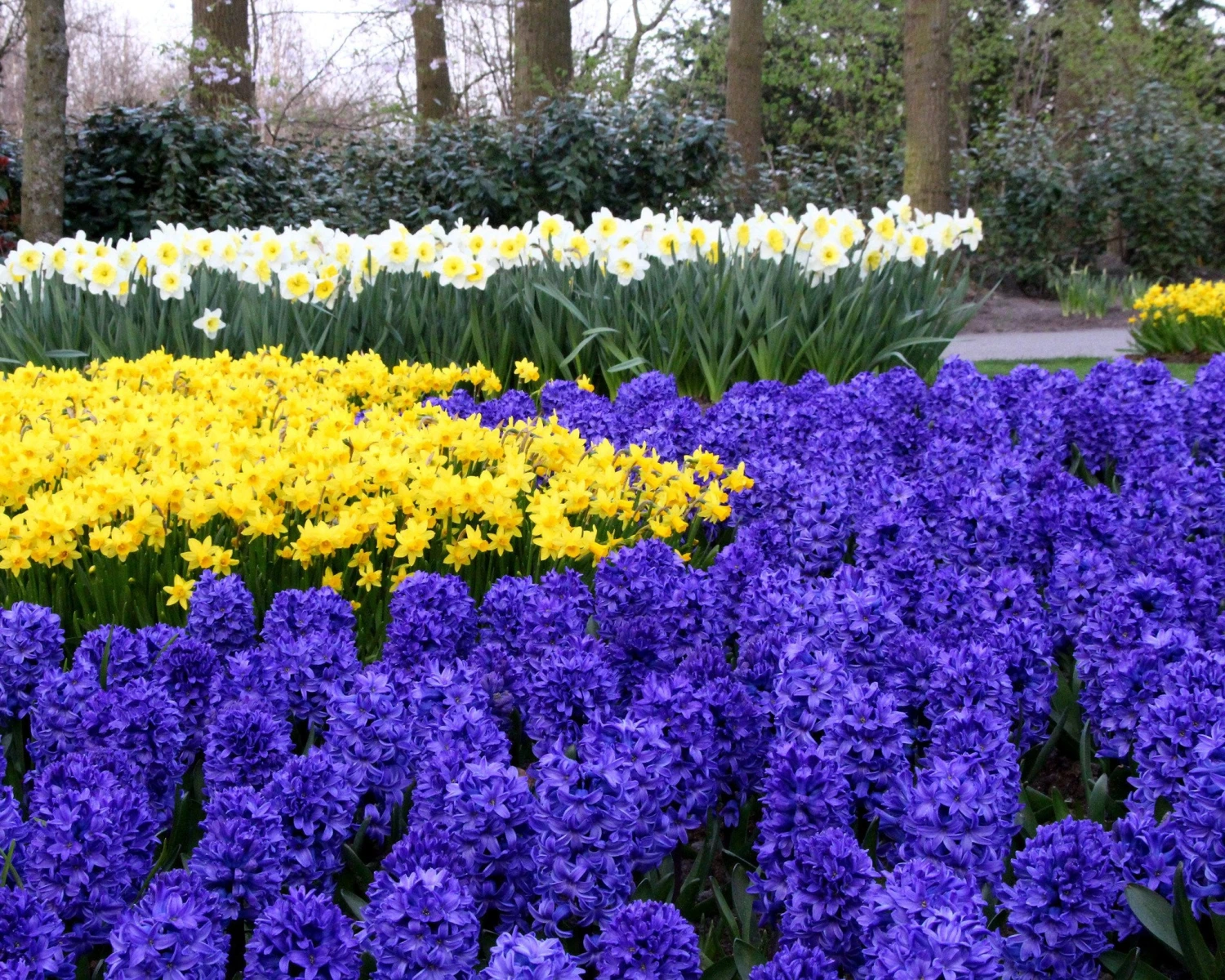 Hyacinth 'Blue Star' 2 Hyacinth 'Blue Star' - Image 2