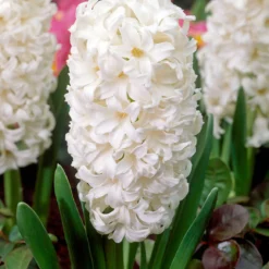 Hyacinth 'Carnegie'