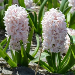 Hyacinth 'China Pink' -Cheap Ethereal Yard Store hyacinth china pink 1