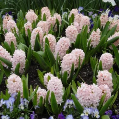 Hyacinth 'China Pink' -Cheap Ethereal Yard Store hyacinth china pink 2