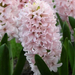 Hyacinth 'China Pink'