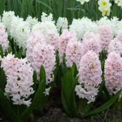 Hyacinth 'China Pink' -Cheap Ethereal Yard Store hyacinth china pink 5