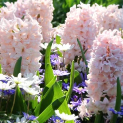 Hyacinth 'China Pink' -Cheap Ethereal Yard Store hyacinth china pink 8