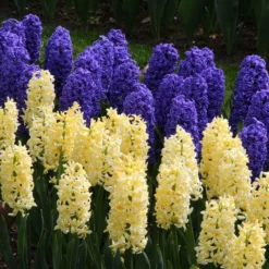 Hyacinth 'City Of Haarlem' -Cheap Ethereal Yard Store hyacinth city of haarlem 1 912a58a3 8abb 4c51 b07a 3f13d9dd61fb