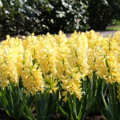 Hyacinth 'City Of Haarlem' -Cheap Ethereal Yard Store hyacinth city of haarlem 3 1553e6a8 199c 4746 8510 66be992732ba