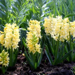 Hyacinth 'City Of Haarlem' -Cheap Ethereal Yard Store hyacinth city of haarlem 4