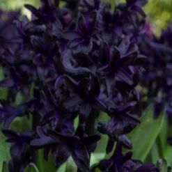 Hyacinth 'Dark Dimension' -Cheap Ethereal Yard Store hyacinth dark dimension 0 scaled