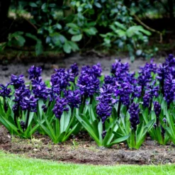 Hyacinth 'Dark Dimension' -Cheap Ethereal Yard Store hyacinth dark dimension 1