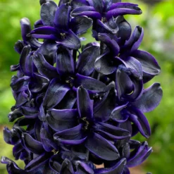 Hyacinth 'Dark Dimension'