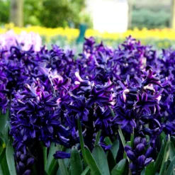 Hyacinth 'Dark Dimension' -Cheap Ethereal Yard Store hyacinth dark dimension 2