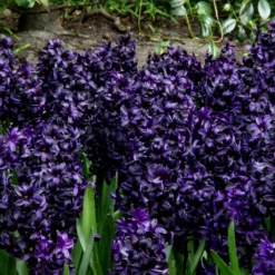 Hyacinth 'Dark Dimension' -Cheap Ethereal Yard Store hyacinth dark dimension 4